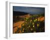 Sunflowers and Sand Dunes-James Randklev-Framed Photographic Print