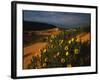 Sunflowers and Sand Dunes-James Randklev-Framed Photographic Print