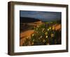 Sunflowers and Sand Dunes-James Randklev-Framed Photographic Print