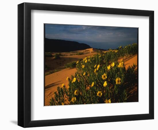 Sunflowers and Sand Dunes-James Randklev-Framed Photographic Print