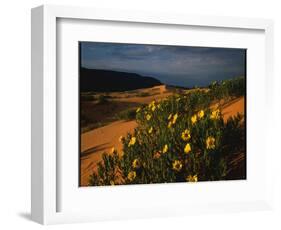 Sunflowers and Sand Dunes-James Randklev-Framed Photographic Print