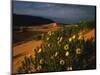 Sunflowers and Sand Dunes-James Randklev-Mounted Photographic Print