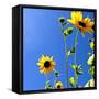 Sunflowers and Sky-Lisa Hill Saghini-Framed Stretched Canvas