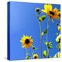 Sunflowers and Sky-Lisa Hill Saghini-Stretched Canvas