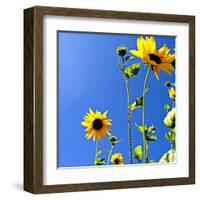 Sunflowers and Sky-Lisa Hill Saghini-Framed Art Print