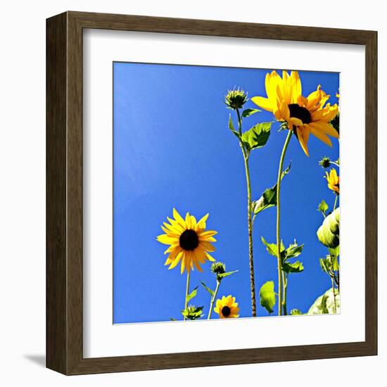 Sunflowers and Sky-Lisa Hill Saghini-Framed Art Print