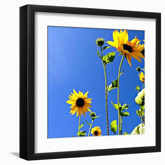 Sunflowers and Sky-Lisa Hill Saghini-Framed Art Print