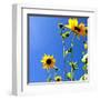 Sunflowers and Sky-Lisa Hill Saghini-Framed Art Print