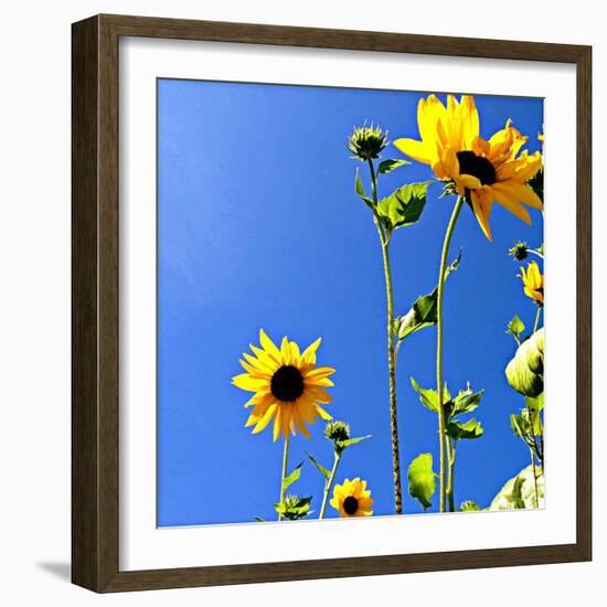 Sunflowers and Sky-Lisa Hill Saghini-Framed Art Print