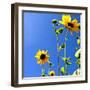 Sunflowers and Sky-Lisa Hill Saghini-Framed Art Print