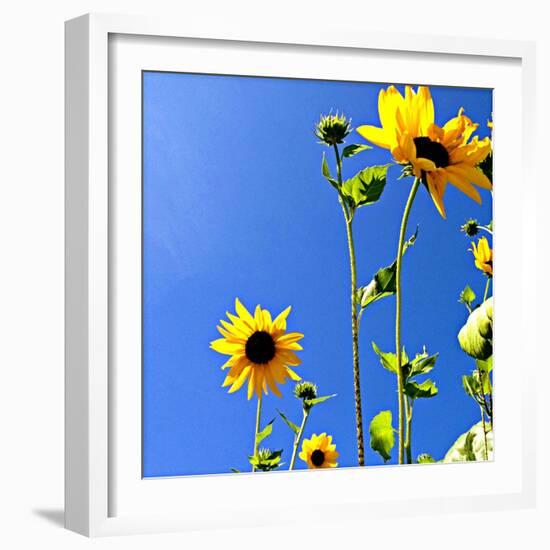 Sunflowers and Sky-Lisa Hill Saghini-Framed Art Print