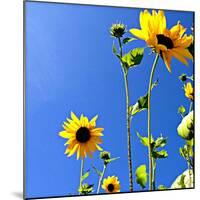 Sunflowers and Sky-Lisa Hill Saghini-Mounted Art Print