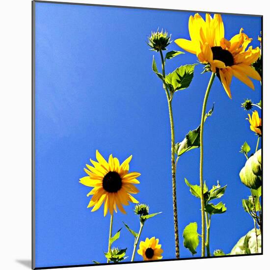 Sunflowers and Sky-Lisa Hill Saghini-Mounted Art Print