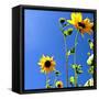 Sunflowers and Sky-Lisa Hill Saghini-Framed Stretched Canvas