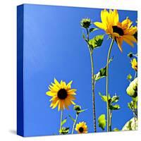 Sunflowers and Sky-Lisa Hill Saghini-Stretched Canvas