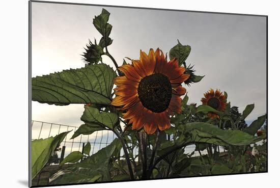 Sunflowers and Storm-Amanda Lee Smith-Mounted Photographic Print