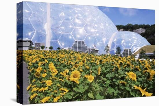 Sunflowers and the Humid Tropics Biome, the Eden Project, Near St. Austell, Cornwall, England-Jenny Pate-Stretched Canvas