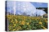 Sunflowers and the Humid Tropics Biome, the Eden Project, Near St. Austell, Cornwall, England-Jenny Pate-Stretched Canvas