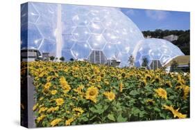 Sunflowers and the Humid Tropics Biome, the Eden Project, Near St. Austell, Cornwall, England-Jenny Pate-Stretched Canvas