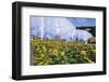 Sunflowers and the Humid Tropics Biome, the Eden Project, Near St. Austell, Cornwall, England-Jenny Pate-Framed Premium Photographic Print