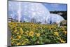 Sunflowers and the Humid Tropics Biome, the Eden Project, Near St. Austell, Cornwall, England-Jenny Pate-Mounted Premium Photographic Print