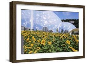 Sunflowers and the Humid Tropics Biome, the Eden Project, Near St. Austell, Cornwall, England-Jenny Pate-Framed Photographic Print