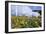 Sunflowers and the Humid Tropics Biome, the Eden Project, Near St. Austell, Cornwall, England-Jenny Pate-Framed Photographic Print