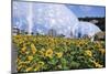 Sunflowers and the Humid Tropics Biome, the Eden Project, Near St. Austell, Cornwall, England-Jenny Pate-Mounted Photographic Print