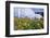 Sunflowers and the Humid Tropics Biome, the Eden Project, Near St. Austell, Cornwall, England-Jenny Pate-Framed Photographic Print