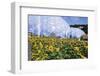 Sunflowers and the Humid Tropics Biome, the Eden Project, Near St. Austell, Cornwall, England-Jenny Pate-Framed Photographic Print