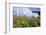 Sunflowers and the Humid Tropics Biome, the Eden Project, Near St. Austell, Cornwall, England-Jenny Pate-Framed Photographic Print