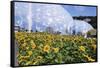 Sunflowers and the Humid Tropics Biome, the Eden Project, Near St. Austell, Cornwall, England-Jenny Pate-Framed Stretched Canvas