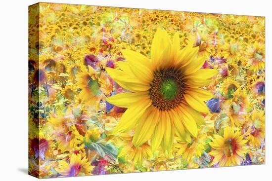 Sunflowers Are Beautiful-Ata Alishahi-Stretched Canvas