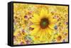 Sunflowers Are Beautiful-Ata Alishahi-Framed Stretched Canvas