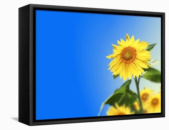 Sunflowers, Artwork-Victor Habbick-Framed Stretched Canvas