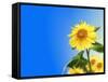 Sunflowers, Artwork-Victor Habbick-Framed Stretched Canvas