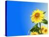 Sunflowers, Artwork-Victor Habbick-Stretched Canvas