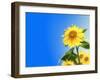 Sunflowers, Artwork-Victor Habbick-Framed Photographic Print