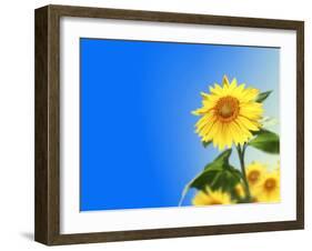 Sunflowers, Artwork-Victor Habbick-Framed Photographic Print