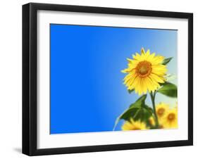 Sunflowers, Artwork-Victor Habbick-Framed Photographic Print