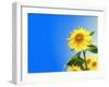 Sunflowers, Artwork-Victor Habbick-Framed Photographic Print