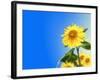 Sunflowers, Artwork-Victor Habbick-Framed Photographic Print