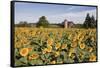 Sunflowers & Barn, Owosso, MI ‘10-Monte Nagler-Framed Stretched Canvas