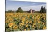 Sunflowers & Barn, Owosso, MI ‘10-Monte Nagler-Stretched Canvas