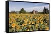 Sunflowers & Barn, Owosso, MI ‘10-Monte Nagler-Framed Stretched Canvas