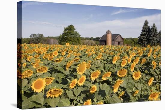 Sunflowers & Barn, Owosso, MI ‘10-Monte Nagler-Stretched Canvas