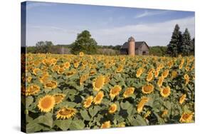 Sunflowers & Barn, Owosso, MI ‘10-Monte Nagler-Stretched Canvas