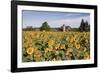 Sunflowers & Barn, Owosso, MI ‘10-Monte Nagler-Framed Photographic Print