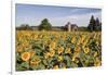 Sunflowers & Barn, Owosso, MI ‘10-Monte Nagler-Framed Photographic Print