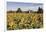 Sunflowers & Barn, Owosso, MI ‘10-Monte Nagler-Framed Photographic Print